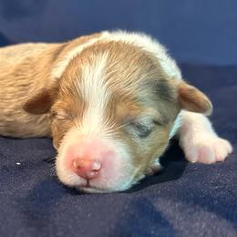 Aussiedoodle puppies from Puppies at The Happy Acre Farm