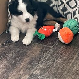 Miniature Australian Shepherd Puppies from Lake Mini Aussie’s