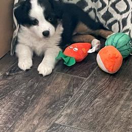 Miniature Australian Shepherd Puppies from Lake Mini Aussie’s