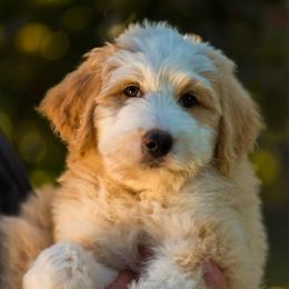 Rubble - male Australian Mountain Doodle puppy in Cortez, Colorado from Sassy Pants Pups