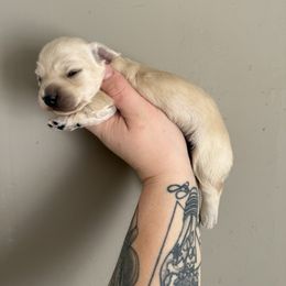 Cream female - Cream female Dachshund puppy in Mount Vernon, Ohio from Double A Dachshunds