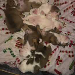 English Bulldog Puppies from Bullberry Farm