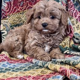 Girl 1 - female Cavapoo puppy in Macomb, Missouri from Hunter's Puppies