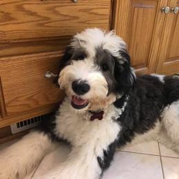 Bernedoodle and Sheepadoodle All Grown Up from Luv My Doodle