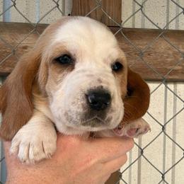 Pink collar - Red and white female Basset Hound puppy in Kenansville, Florida from Fancy Hounds