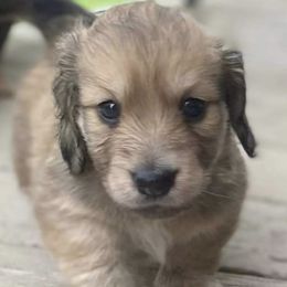 Dachshund Puppies from Pigeon Hill Dachshunds