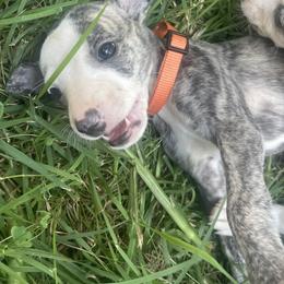 Whippet Puppies from Shannon Whippets