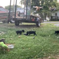 Mountain Cur Puppies from Walnut Ridge Mountain Curs