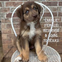 Charlie - Red tri-color female Australian Shepherd puppy in Oklahoma City, Oklahoma from Mika’s Aussies