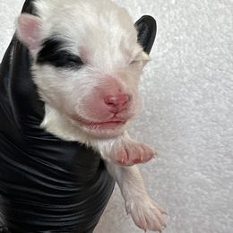 Panda - White male Pomsky puppy in Mc Minnville, Oregon from West Coast Pomskies