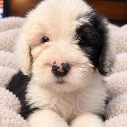 White - Gray and white female Old English Sheepdog puppy in Iowa from Midwest Puppy Paws