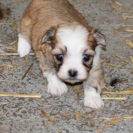 Boy 1 - Fawn sable male Havanese puppy in Sanborn, North Dakota from Bydand Newfoundlands
