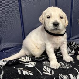 Golden Retriever Puppies from Oakland County Goldens