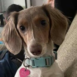 Elsa - Dachshund