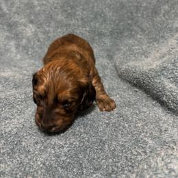 Lilly - Sable female Dachshund puppy in Pitkin, Louisiana from 5F Dachshunds