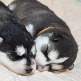 Rex - Gray and white male Pomsky puppy in Norfolk, Virginia from 'Brick'House Couture Pomskies