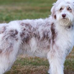 Missy - Bordoodle