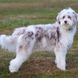 Missy - Bordoodle