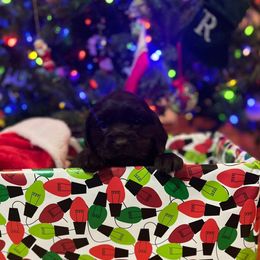 Lady - Purple Collar - Dark brown female Boykin Spaniel puppy in Hurtsboro, Alabama from PARK’s Family Farm