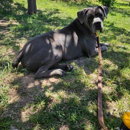 Trigger - Cane Corso