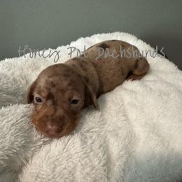 Tynlee - Dapple female Dachshund puppy in Glen Saint Mary, Florida from 🍯 Honey Pot Dachshunds 🐾