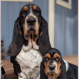 Baxter - Basset Hound