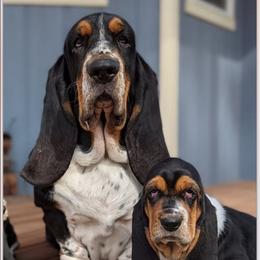 Baxter - Basset Hound