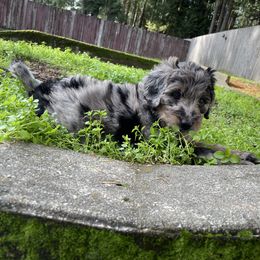 Bernedoodle Puppies from Bern'N Love Doodles
