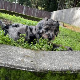 Bernedoodle Puppies from Bern'N Love Doodles