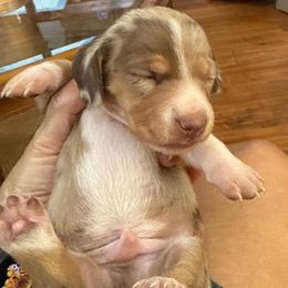 Ranger - Dapple male Dachshund puppy in Fort Worth, Texas from Louis' Litters