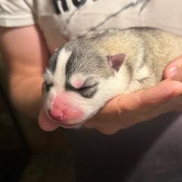 Athena - Gray and white female Siberian Husky puppy in Amery, Wisconsin from Sovereign Siberians