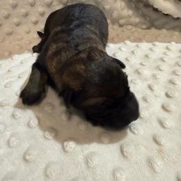 Girl 2 - Sable female German Shepherd puppy in Ashland, Alabama from CzechDDR