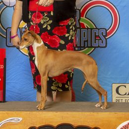 Effie - Italian Greyhound