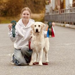 Golden Retrievers from Millaura Goldens