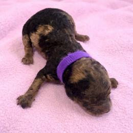 Daphne purple collar - Merle female Goldendoodle puppy in North Branch, Michigan from Graceful Miniature Goldendoodles