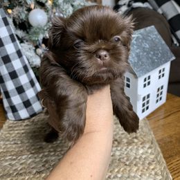Shih Tzu Puppies from Socal Mother Of Shih Tzus