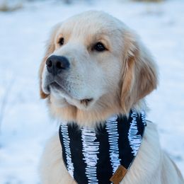 Kauai - Golden Retriever