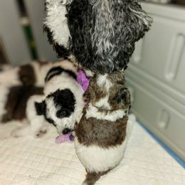 Double Doodle Puppies from Breedlove Mtn Doodles