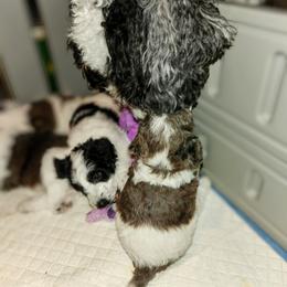 Double Doodle Puppies from Breedlove Mtn Doodles