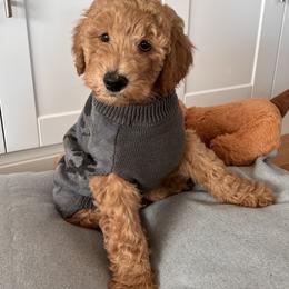 Goldendoodle Puppies from Lundee Doodles