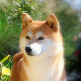 Shiba Inu adult dog