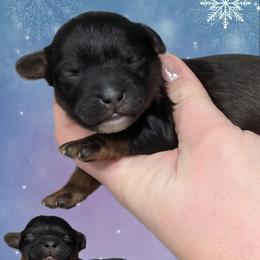 Jingle - Black and tan male Yorkipoo puppy in Coshocton, Ohio from Forever Family Puppies