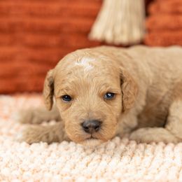 Cockapoo Puppies from Firm Foundation Cockapoos