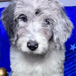 Canada - Merle female Labradoodle puppy in Kingston, Georgia from CC Familydoodles