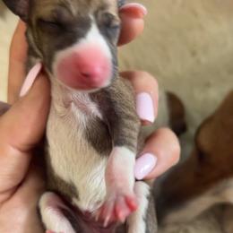 Chanel - White and sable female Italian Greyhound puppy in Southwest Florida, Florida from Woofford Italian Greyhounds