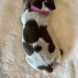German Shorthaired Pointer and Russell Terrier Puppies from Charnobragan Acres