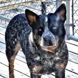 Lash - Australian Cattle Dog
