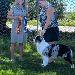 Australian Shepherd Puppies from Imagine Australian Shepherds