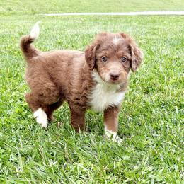Biscuit - Blue merle male Aussiedoodle puppy in Centerburg, Ohio from A Dose Of Doodle