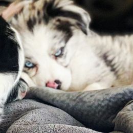 Miniature Australian Shepherds and Toy Australian Shepherds from Natural Life Ranch